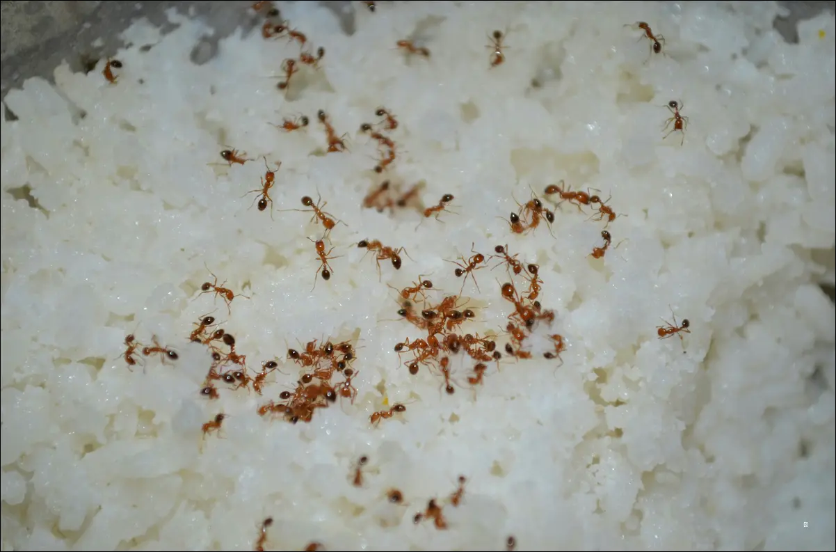 2. 곰팡이 핀 쌀, 얼마나 위험할까? ☠️