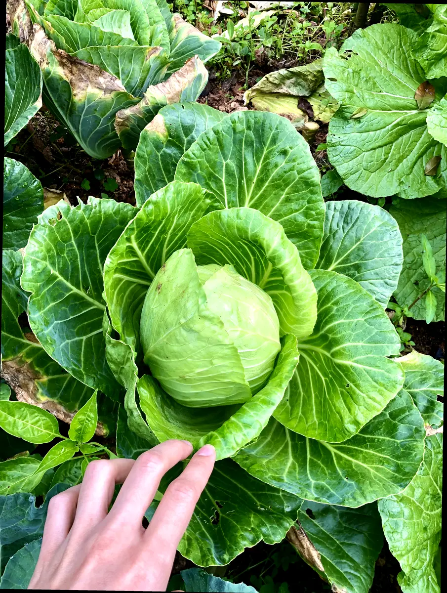 드레싱 마법! 샐러드 맛을 200% 업그레이드하는 비법 드레싱 레시피