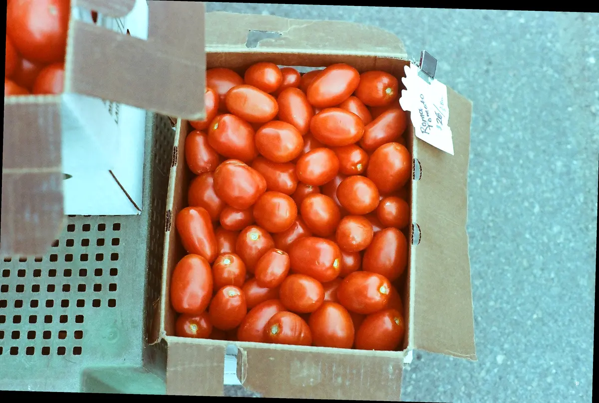 방울토마토, 왜 꼭지를 제거해야 할까요?